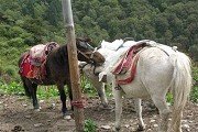 正文适合核对表述