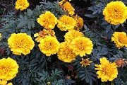 澳门红姐论坛图库最新版下载